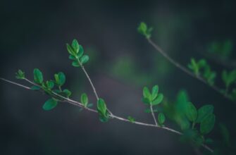 hedging xrp on binance weekly timeframe