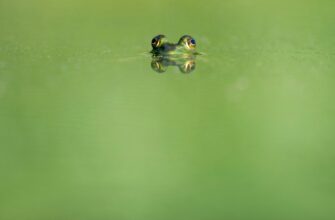how to claim pepe airdrop step by step
