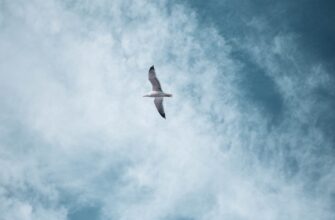 receive avax airdrop on arbitrum