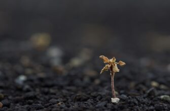 recover seed phrase anonymously step by step