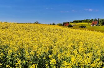 yield farm sol on lido finance guide