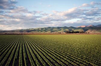 yield farm usdc on beefy finance in 2025