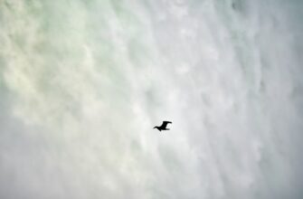 free ethereum airdrop on optimism