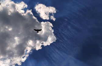 receive avax airdrop on optimism